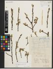 Foto von Salix appendiculata Vill.